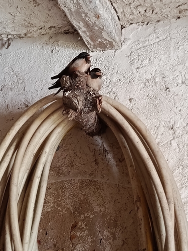 Barn Swallow
