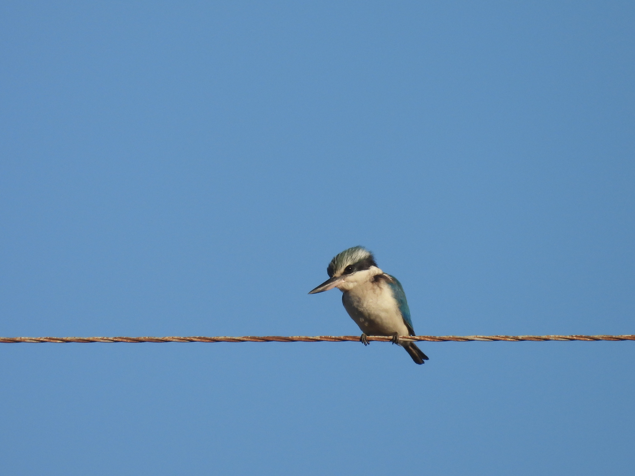Red-backed Kingfisher (Todiramphus pyrrhopygius), photo 8