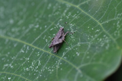 Tetrix japonica
