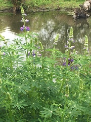 Lupinus rivularis