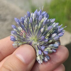 Allium caeruleum, photograph (c) Sergey Basalaev, some rights reserved (CC BY)