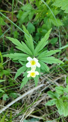 Anemone uralensis, photograph 6