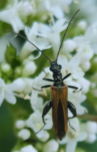 Oedemera femorata