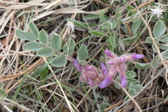 Astragalus shortianus