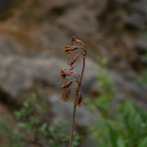 Primula tangutica