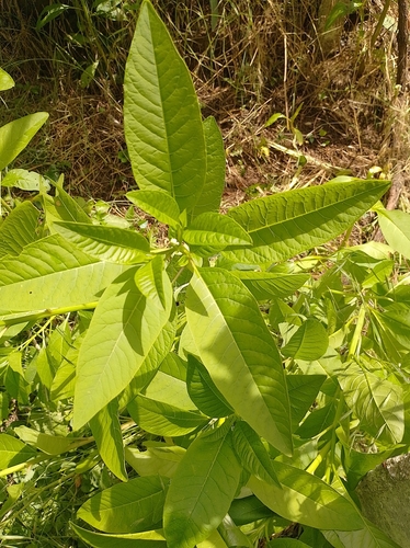 American pokeweed