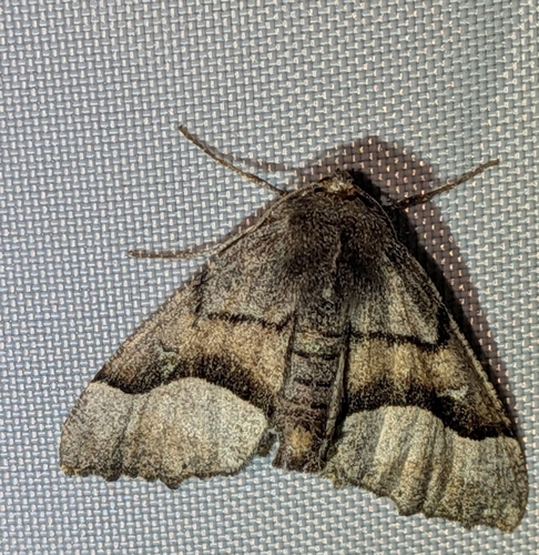 Behr's Pero Moth photo 4