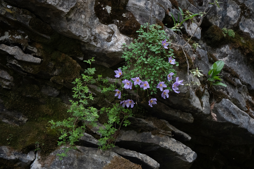 Paraquilegia microphylla