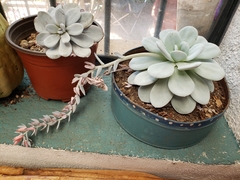 Echeveria laui