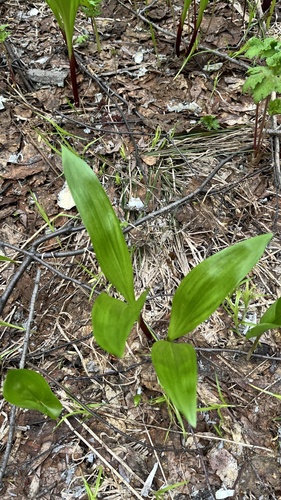 Allium ochotense