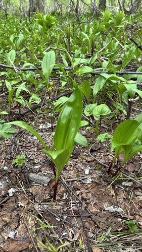 Allium ochotense, photograph 3
