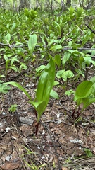 Allium ochotense, photograph author not stated, no rights reserved