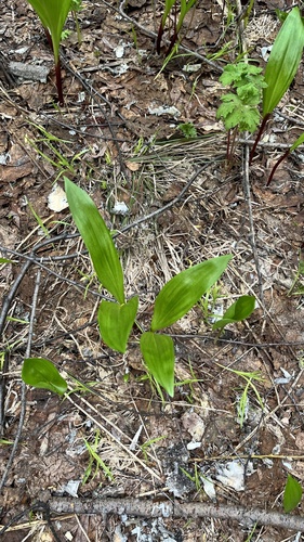Allium ochotense, photograph 4