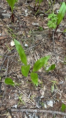 Allium ochotense, photograph author not stated, no rights reserved
