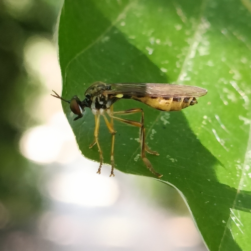 Small Yellow-legged Robber Fly, 3611 AS Oud-Zuilen, Netherlands, photo 4 of 10
