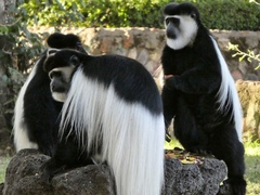 Colobus guereza matschiei