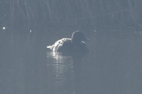 iNaturalist image