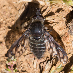 Conophorus fenestratus