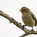 Small Tree-Finch - Photo (c) Laura Gooch, some rights reserved (CC BY-NC-ND)