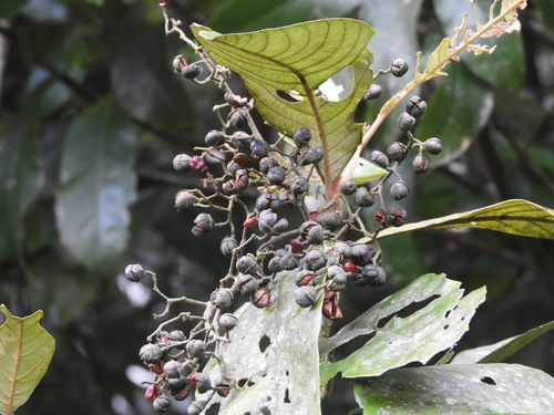 Alphitonia whitei, 2026-06-19