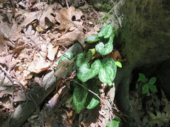 Hexastylis virginica