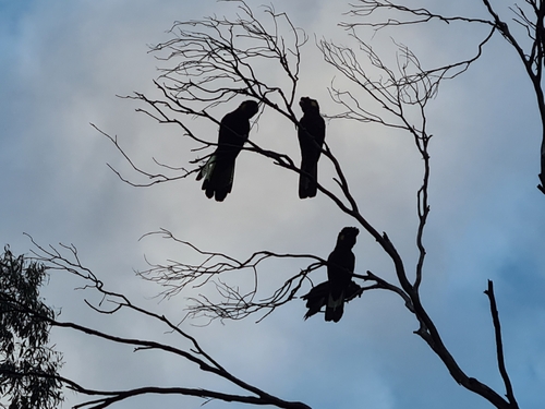 Yellow-tailed Black Cockatoo
