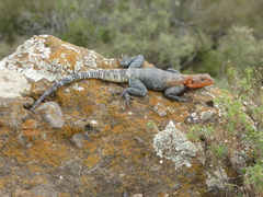 Agama dodomae