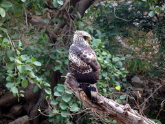 Circaetus