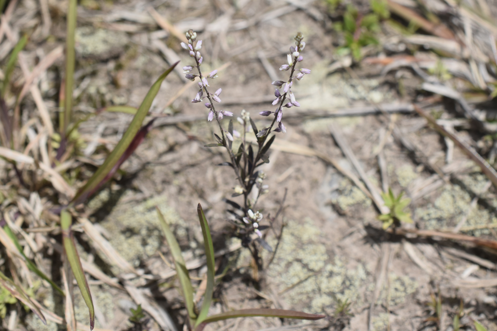 Polygala image