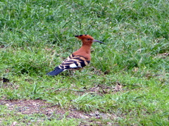 Upupa epops africana