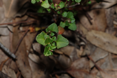 Chenopodium robertianum, photograph 6