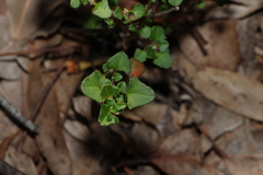 Chenopodium robertianum, photograph (c) Greg Tasney, some rights reserved (CC BY-SA)