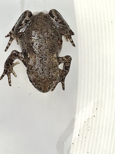 European Toad
