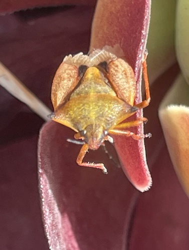 Carpocoris mediterraneus atlanticus