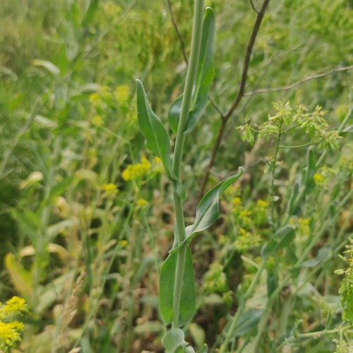 Isatis costata, photograph 4