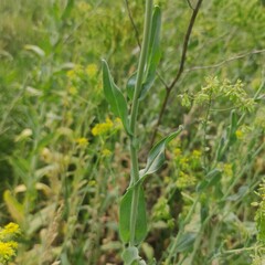 Sergey Basalaev, CC BY, iNaturalist via GBIF Isatis costata, photograph Sergey Basalaev, CC BY, iNaturalist via GBIF