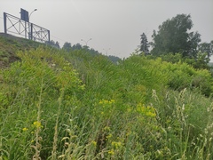 Sergey Basalaev, CC BY, iNaturalist via GBIF Isatis costata, photograph Sergey Basalaev, CC BY, iNaturalist via GBIF