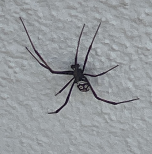 European Black Widow