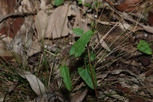 Polymeria calycina, photograph 6