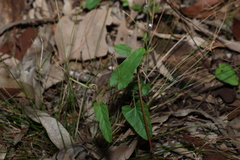 Polymeria calycina, photograph (c) Greg Tasney, some rights reserved (CC BY-SA)