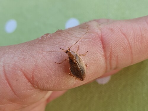 Amber Wood Cockroach