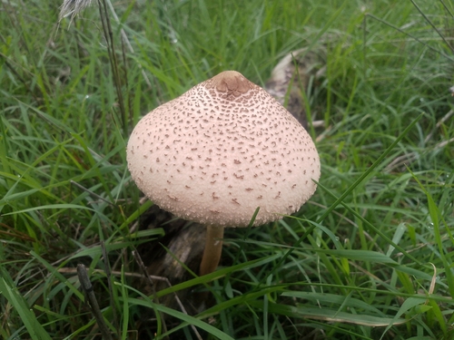 Graceful Parasol