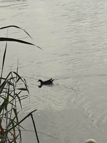 Eurasian Common Moorhen