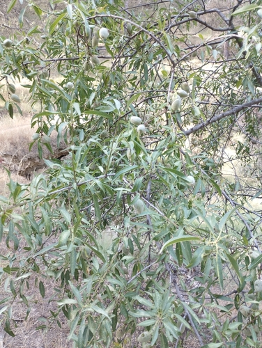 Almond