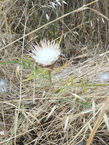 pinecone thistle