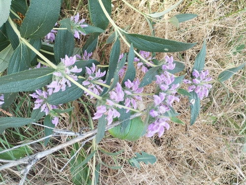 rough-leaved phlomis
