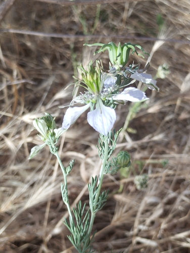 Nigella gallica