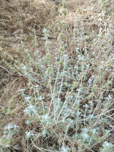 White Horehound