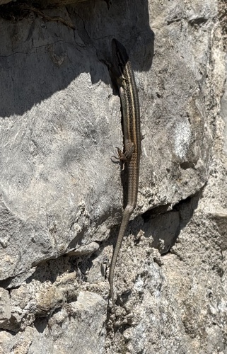 Large Psammodromus