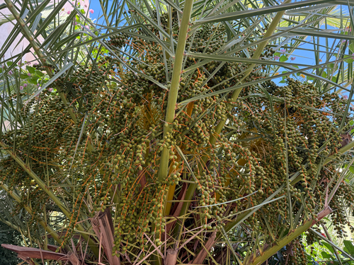 Date Palm